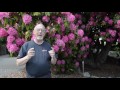 Giant Rhododendron over a 100 years old still growing, Ladysmith