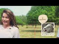 WELCOME TO OUR FARM! (Beati Firma Farm Tour Part 1) | Bea Alonzo