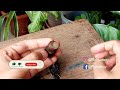 Use This for Best Every Alocasia Plant// Alocasia Potting Soil// Alocasia Plant Care Indoor