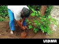 Rambutan fruit tree planting .2024 റമ്പൂട്ടാൻ തൈ നടാം