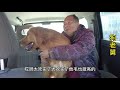 3岁大金毛被主人托付给了救助站，场面太暖心，我们去接它回家    －Dog rescue in China-  20210403