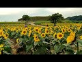 #해바라기와 함께하는 음악과 꽃 멍때리기(Music with sunflowers and spacing out flowers)##ASMR#연천#호로구로#sunflowers