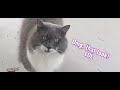 Cat looks Dumbfounded (wait for it) 😸#cat #funny #cats