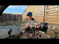 Live Bait Fishing INSIDE A LOCK AND DAM!! (Catch and Cook)