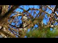 Lesser spotted woodpecker,Dvergspett,Малый пёстрый дятел,Pic épeichette,Kleinspecht,Dryobates minor