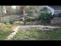 Omaha Zoo - Gorilla Fight 