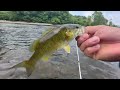 Summer Time Smallies Delaware  River Fishing With RAPALA ULTRA LIGHT MINNOW