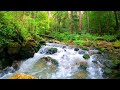 orest Cascade Rapid River sounds Nature song of birds noise for sleeping Audio relax
