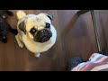 Is your Pug a Nuisance Barker?