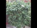 Vertical high pressure aeroponic tower system (outdoor)