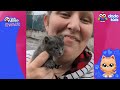 60 Minutes Of The Cutest Kitten Stories | Dodo Kids | Animal Videos