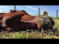 Horse is sleeping, enjoying the sun