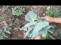 अपने किचन गार्डन से आज तोड़ी ढेर सारी सब्जियां!!/Organic vegetables harvesting