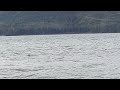 whales chasing seal