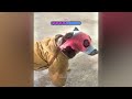 Funniest Dogs and Cats 🐕 Funniest Catss 2024 🤣