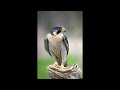 Peregrine