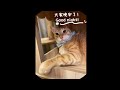 睡前時光~cute orange cat