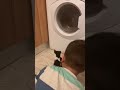 Hi guys so my 2 cat is watching Washing machine