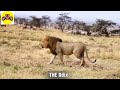 30 moments when a lion fatally bites a wild buffalo's neck