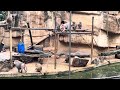 🇩🇪 Cologne, Germany - Baboons at the Zoo