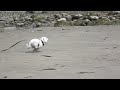 Dog running filmed at 500 fps