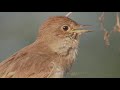 Bird sounds Nightingale chirping and singing