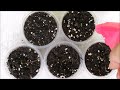Growing IMPATIENS from Seed