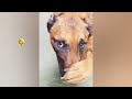 Funny Dogs And Cats Videos 2023 🤤 - Best Funniest Animal Videos Of The Month #5