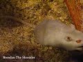 Brendan the gerbil says hello to the camera while chomping on his carboard.