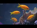 Aquarium 4K VIDEO (ULTRA HD) 🐠 Beautiful Coral Reef Fish - Relaxing Sleep Meditation Music #115