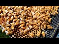 Bee Keeping Inspecting Bees in a Hive and Visible Eggs