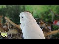 Morning Birdie Zen Happy Parrot Soundscape | HD Parrot TV VIDEO EDITION | 3+ Hours | Bird Room TV