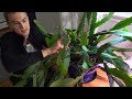 FLOWERING ORCHID CACTUS - Epiphyllum & Disocactus Growing Tips to Get Orchid Cactus to Bloom