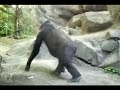 Shakalaka - Gorilla!