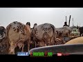 Cow Mandi 2017 | Karachi Sohrab Goth Mandi 2017 | Video 28