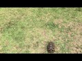 Turtle Escape Tactics