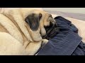 Pug Rolls | Poogie the Pug