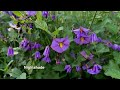 California Wildflower Superbloom  Has Started