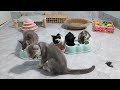 Funniest Cats And Dogs Videos 2024😍You Laugh You Lose 🐶