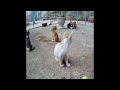 🤣🐱 Try Not To Laugh Dogs And Cats 😹🤣 Funny And Cute Animal Videos 2024 #16