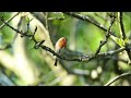 Robin Singing - Canon 6D + 500mm F4 IS II L + 1.4 III (video sample)