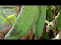 Best technique for grafting mango trees using banana // Best natural banana rooting hormone