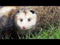 Awesome Possum: Tengen's Failed Mascot