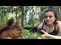 I rescued four baby red squirrels  [The Squirrels & Me]