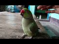 Parrot talking papa😱Mithu tote ki awaaz🦜new parrot video🥰achcha bolane wala Mitthu😎ringneck parrot 😱