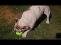 Pickles the bulldog with her giggle ball