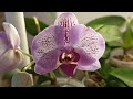 Мои орхидеи в июле/Зацветают новые орхидеи/My blooming orchids in July