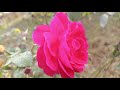 Surah Rahman Episode - 00232 By Qari Nadeem Yousuf | Sureh Rahman in Beautiful Voice|
