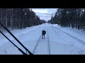 Crazy moose challenging a train