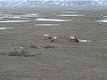 Elk Refuge in Jackson Hole Wyoming